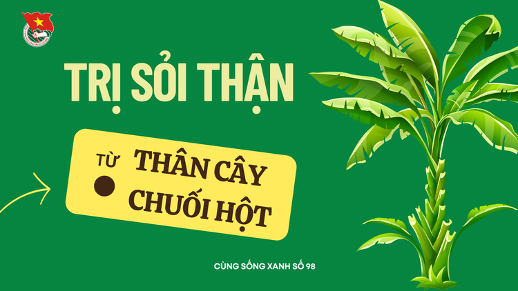 Cùng sống xanh số 98: Công dụng từ thân cây chuối hột