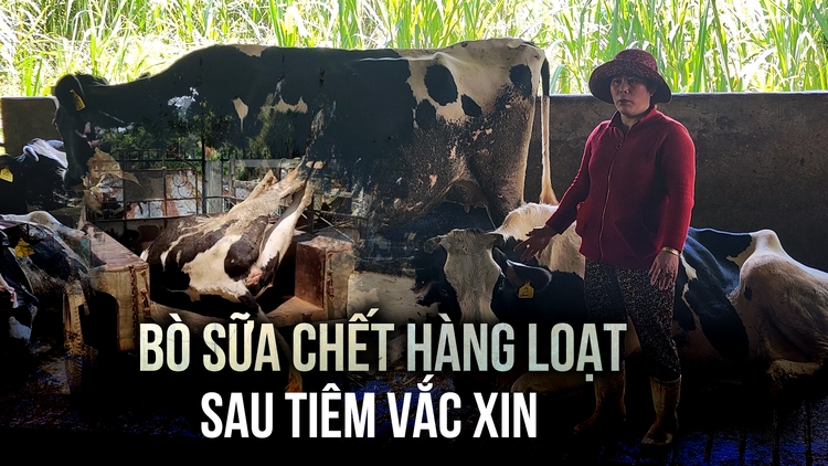 Nông dân mất ăn mất ngủ vì bò sữa chết hàng loạt sau tiêm vắc xin