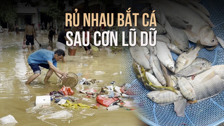 Dân Lào Cai bắt cá ngay trong sân tổ dân phố sau lũ dữ