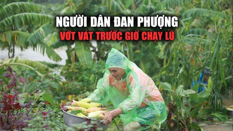 Dân ngoại thành Hà Nội đội mưa ra đồng, vớt vát tài sản chạy đua với lũ