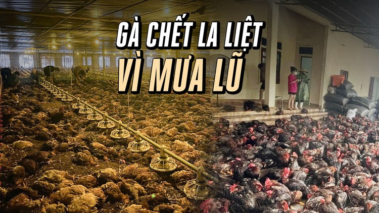 Cận cảnh 10.000 con gà nuôi chết la liệt vì mưa lũ ở Nghệ An