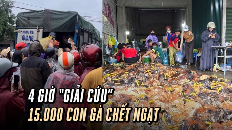 Ấm lòng 4 giờ 'giải cứu' 15.000 con gà chết ngạt do mưa lũ ở Nghệ An