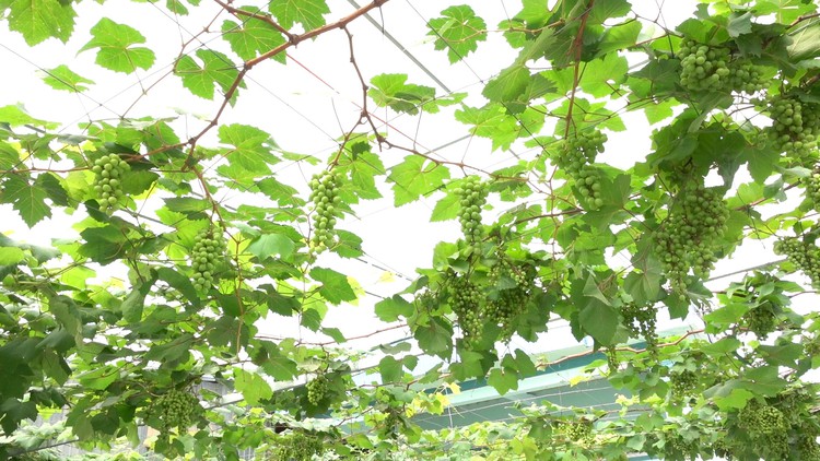 Chàng trai miền Tây kiếm gần 50 triệu đồng/tháng nhờ trồng nho bán giống