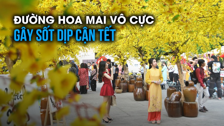 Đường hoa mai vô cực vừa mở cửa đã gây sốt, hẻm nhỏ 'chơi lớn' trang hoàng tết