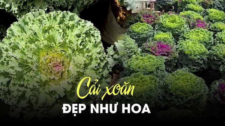 Độc đáo vườn cải xoăn nhiều màu đẹp như hoa ở Đà Lạt