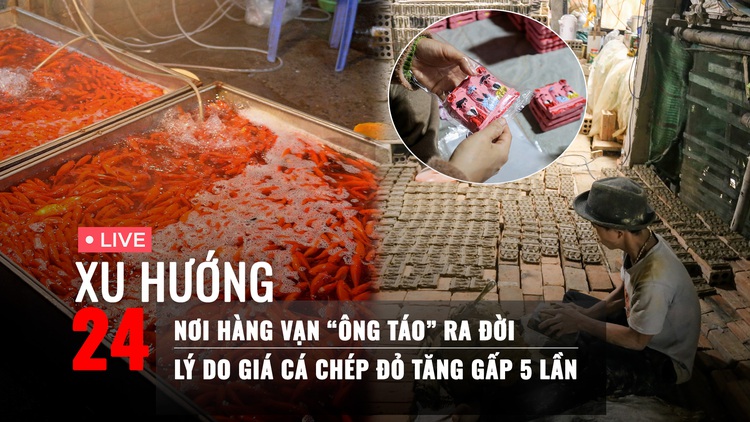 Xu Hướng 24: Nơi hàng vạn 'ông Táo' ra đời | Lý do giá cá chép đỏ tăng gấp 5 lần