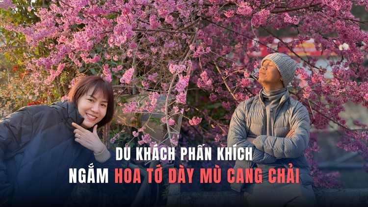 Du khách trầm trồ ngắm hoa tớ dày Mù Cang Chải: ‘Mùa xuân ở khắp nơi’