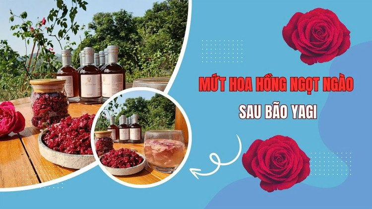 Mứt hoa hồng ngọt ngào sau bão Yagi