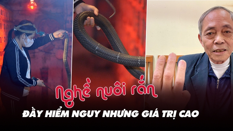 Làng nghề nuôi rắn độc thu trăm tỉ ở Việt Nam: Đánh đu với tử thần