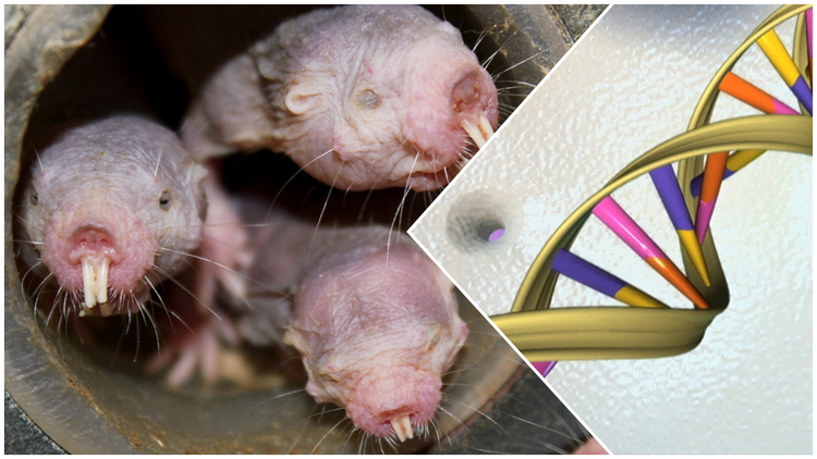 Bí mật ADN mở ra khả năng kéo dài tuổi thọ