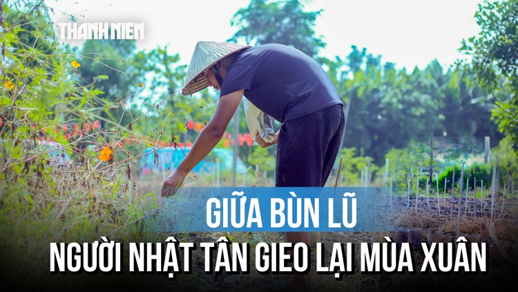 Người dân Nhật Tân nỗ lực khôi phục vườn đào sau ngập lụt