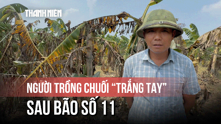 Người dân trồng chuối mất tiền tỷ, suy sụp chờ hỗ trợ sau bão 11