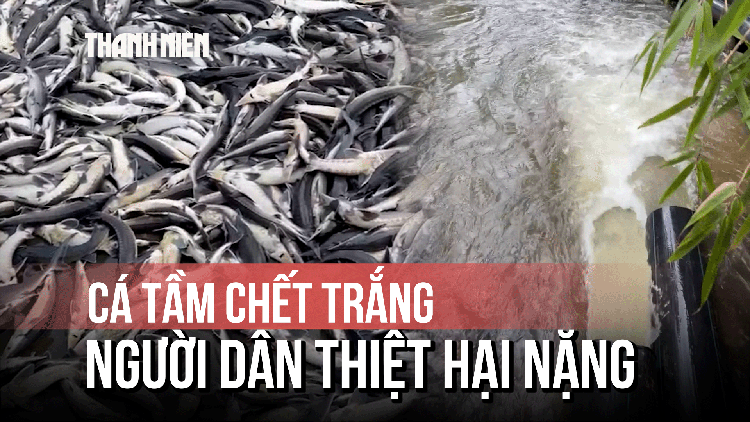 Gần 45 tấn cá tầm ở Măng Đen bị chết, thiệt hại gần 8 tỉ đồng