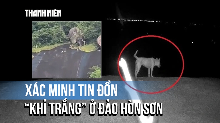 Xác minh tin đồn bầy 'khỉ trắng' ở đảo Hòn Sơn: Là chó nuôi của người dân