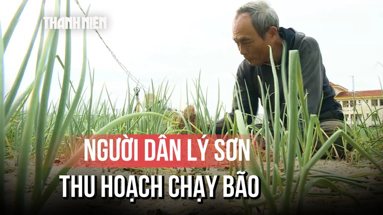 Nông dân Lý Sơn gấp rút thu hoạch chạy bão