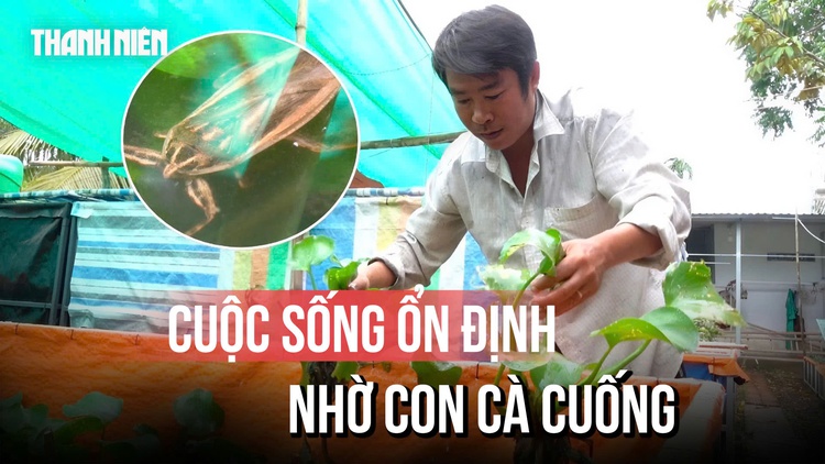 Từ bỏ phố thị, chàng cử nhân tìm thấy cơ hội từ con cà cuống