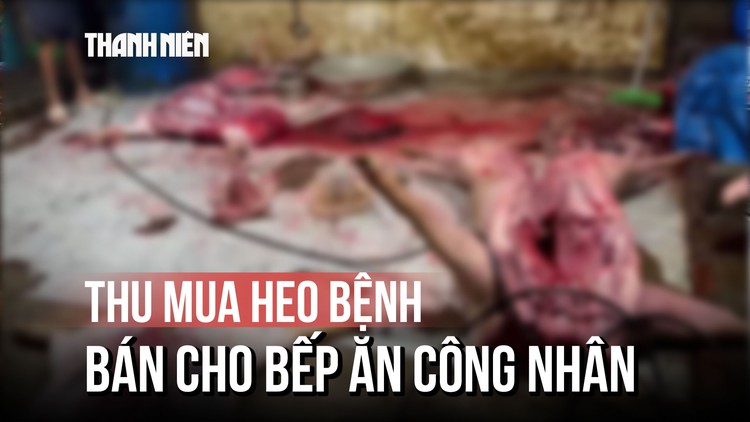 Hãi hùng cảnh thu mua heo bệnh, bán cho bếp ăn công nhân