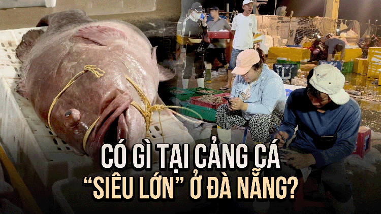 Một giờ sáng khám phá Cảng cá Thọ Quang
