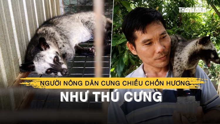 Người nông dân miền Tây làm đẹp, cưng chiều chồn hương như thú cưng