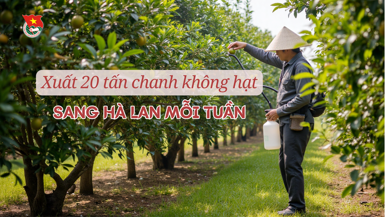 Cùng sống xanh số 131: Xuất khẩu 20 tấn chanh/tuần sang Hà Lan nhờ cách làm này