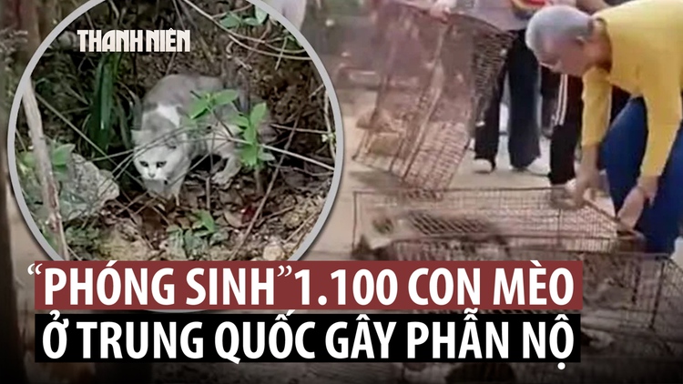 Phóng sinh 1.100 con mèo gần hồ nước gây phẫn nộ ở Trung Quốc