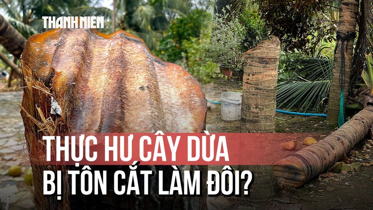 Tranh cãi tôn bay cắt đôi cây dừa: Chủ nhà kể chi tiết quan trọng khẳng định là thật