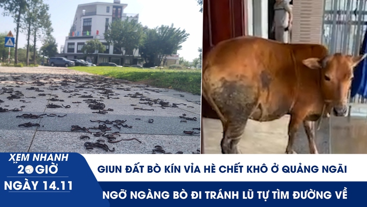 Xem nhanh 20h ngày 14.11: Giun đất bò kín vỉa hè chết khô ở Quảng Ngãi | Ngỡ ngàng bò đi tránh lũ tự tìm đường về