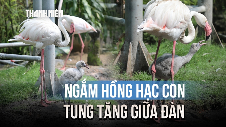 Hồng hạc con mới nở tung tăng giữa đàn ở Thảo Cầm Viên sau 20 năm chờ đợi