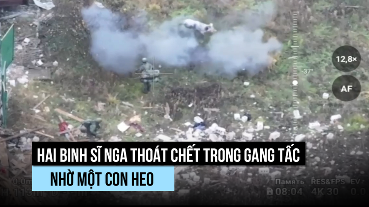 Heo cứu binh sĩ Nga thoát chết trong gang tấc
