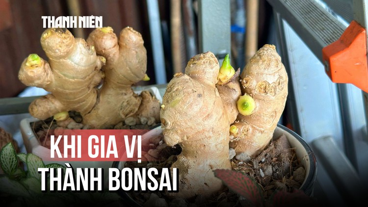 Giới trẻ thích thú với trend bonsai gừng