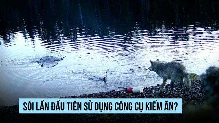 Phát hiện sói biết dùng công cụ kiếm ăn?