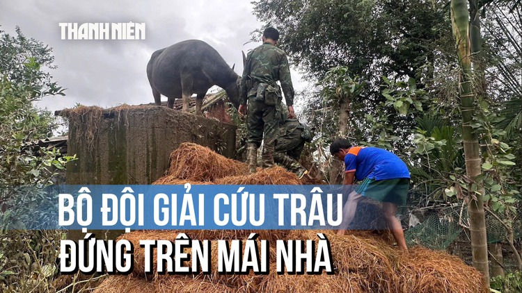Bộ đội dùng rơm chất thành bậc thang giải cứu con trâu đứng trên mái nhà