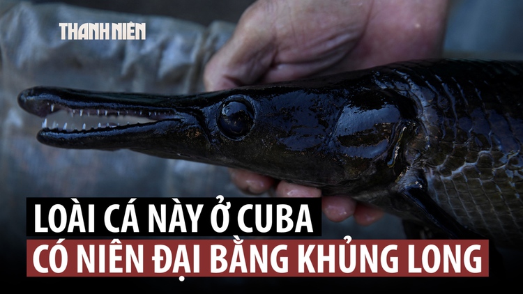 Loài cá có từ thời khủng long nay lại có nguy cơ tuyệt chủng