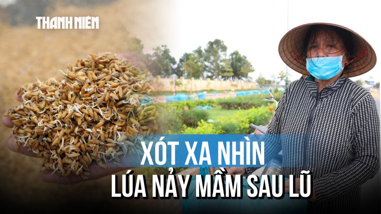 Lúa nảy mầm sau lũ lịch sử: Cha bán rẻ, lấy tiền mua sữa cho con