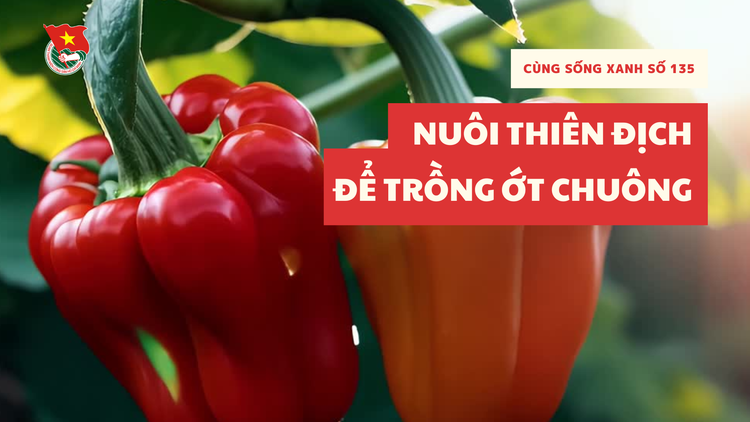 Cùng sống xanh số 135: Nuôi thiên địch, nông dân Lâm Đồng sống khỏe nhờ trồng ớt chuông