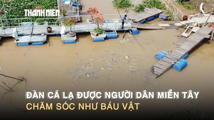 Đàn cá lạ trên sông Tiền được người dân miền Tây chăm sóc như báu vật