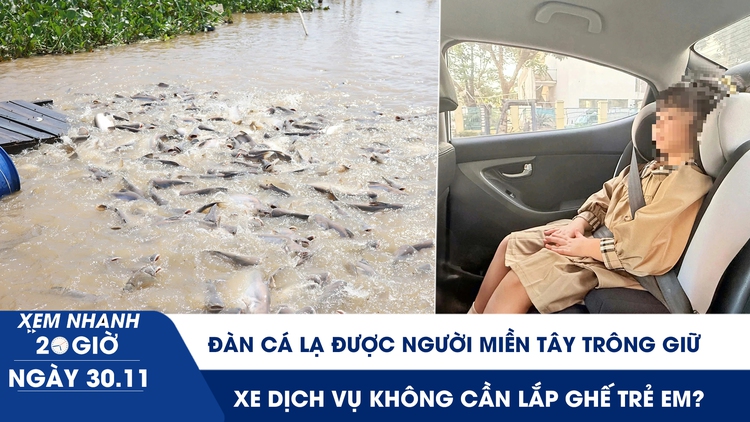 Xem nhanh 20h ngày 30.11: Đàn cá lạ được người miền Tây trông giữ | Xe dịch vụ không cần lắp ghế trẻ em?