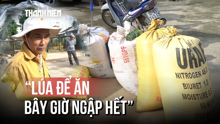 Lúa lên mầm vì mưa lũ, người dân rốn lũ Đà Nẵng cố 'vớt vát' từng hạt