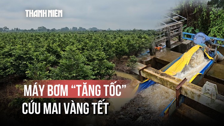 Triều cường, xả lũ đe dọa làng mai Bình Lợi: Lo lắng mùa mai tết