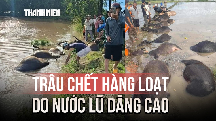 Ngậm ngùi nhìn trâu chết hàng loạt do ngạt nước trong bão Kalmaegi