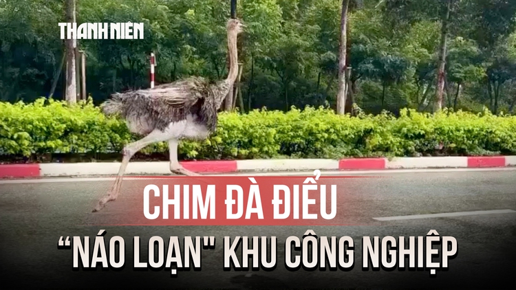 Độc lạ TP.HCM: Chim đà điểu cao gần 2 mét chạy rông trong khu công nghiệp