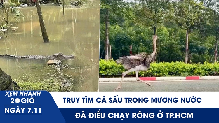 Xem nhanh 20h ngày 7.11: Truy tìm cá sấu trong mương nước ở Cần Thơ | Đà điểu chạy rông ở TP.HCM