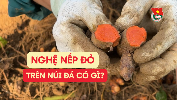 Cùng sống xanh số 137:  Tuổi 22 khởi nghiệp với nghệ nếp đỏ trồng ở núi đá