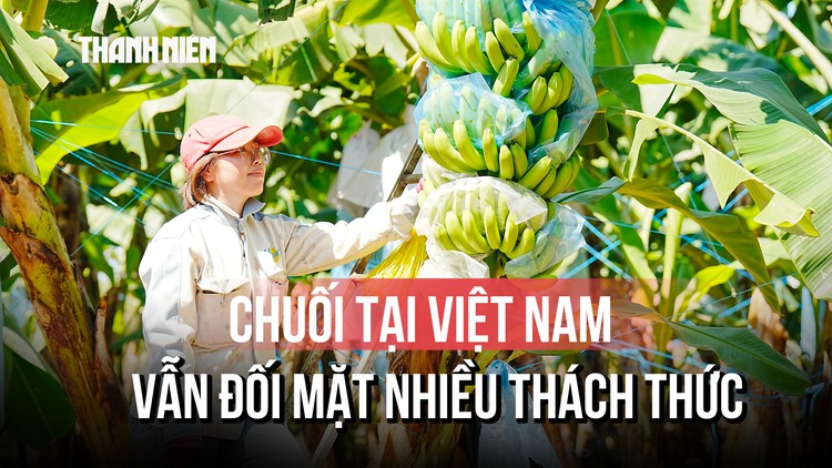 Vì sao xuất khẩu chuối tại Việt Nam vẫn đang là một thách thức lớn? 