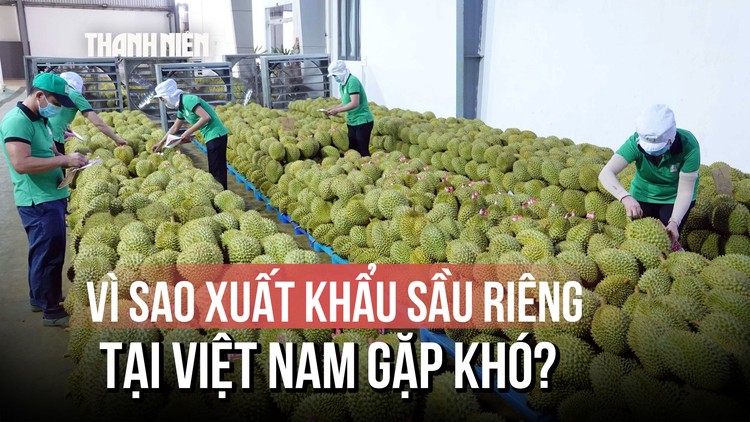 Khi sầu riêng trở thành ngành ‘hot’: Rủi ro thuốc giả, chất độc hại gây khó xuất khẩu?