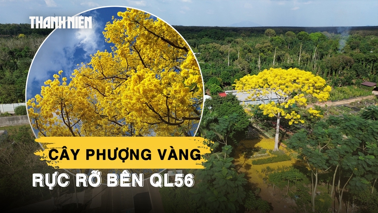 Choáng ngợp trước vẻ đẹp rực rỡ của cây phượng vàng bên quốc lộ 56