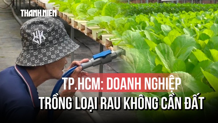 TP.HCM: đất trồng hạn hẹp, rau thủy canh 'lên ngôi'