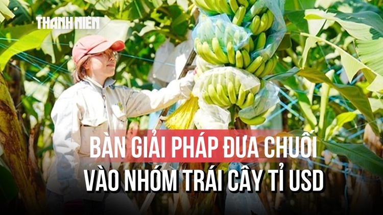 Xuất khẩu tăng nhanh, bàn giải pháp đưa chuối vào nhóm trái cây tỉ USD