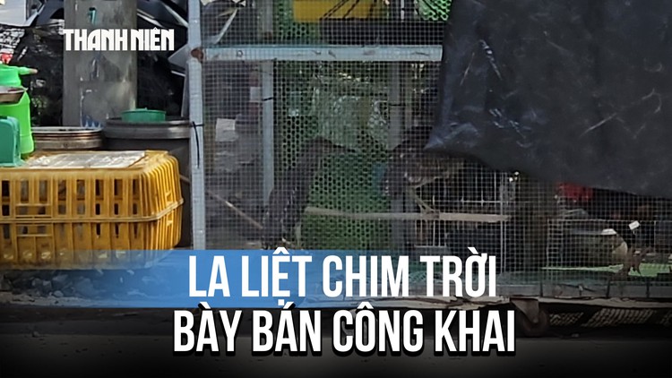 Thách thức pháp luật, mua bán chim trời công khai