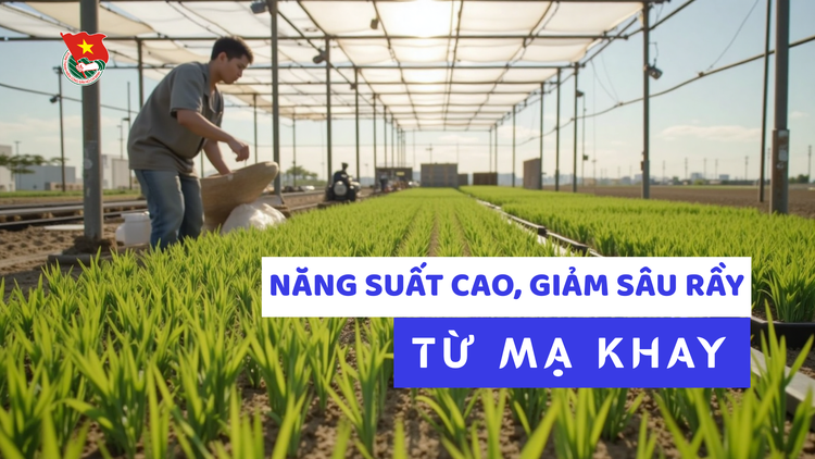 Cùng sống xanh số 141: Chàng kỹ sư bỏ việc về quê làm mạ khay, giúp dân nhẹ việc, thu nhập cao